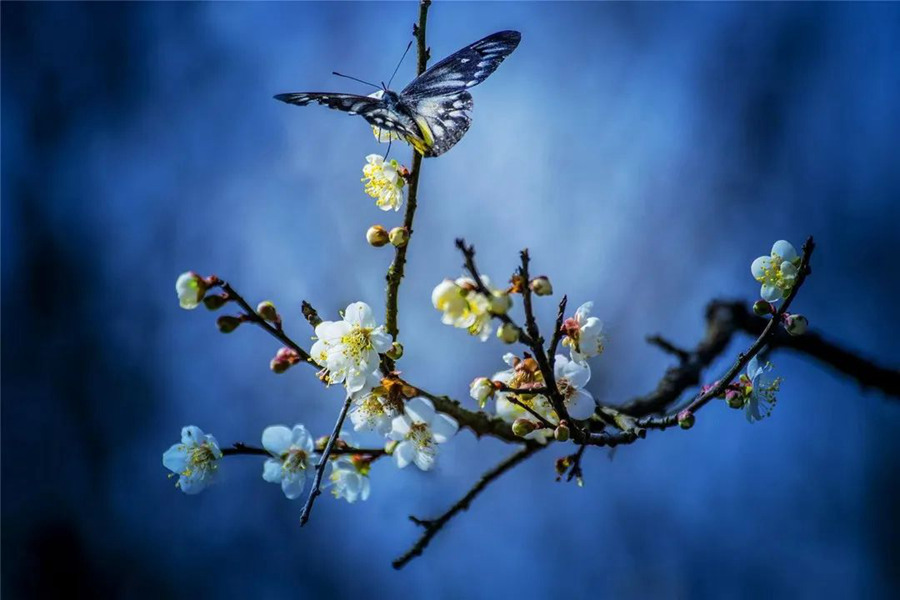 《蝶恋花》 许少球摄