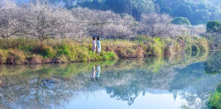 《在那梅花盛开的地方》 许少球摄