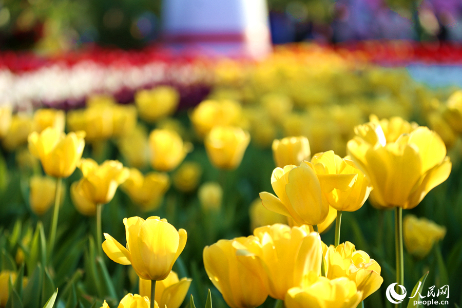 花展展出的黄色郁金香。人民网 陈博摄