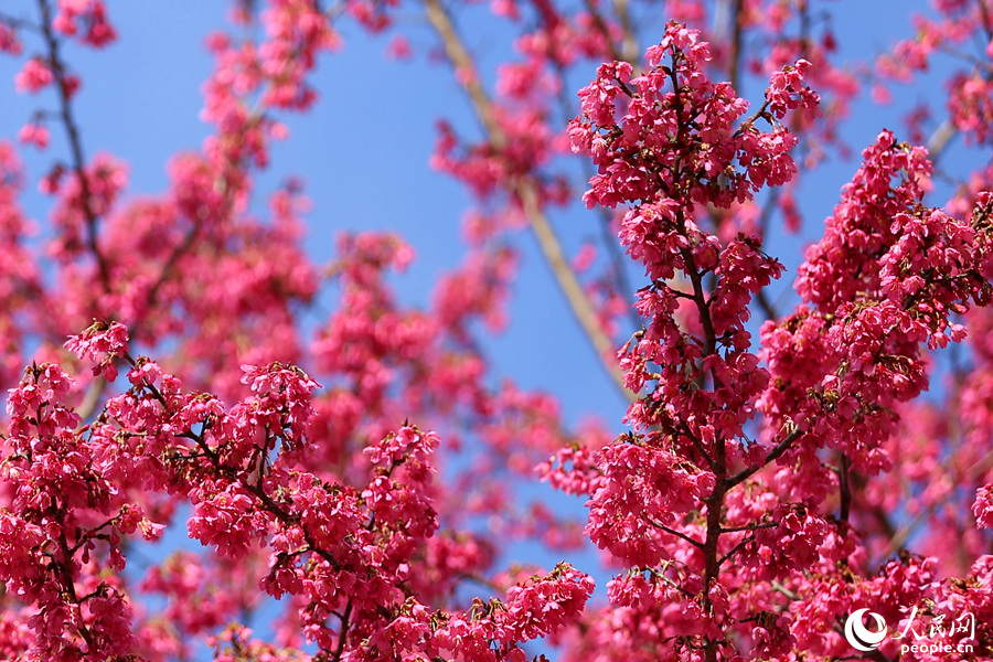 粉嫩柔軟的櫻花在風中輕輕搖曳。人民網 陳博攝