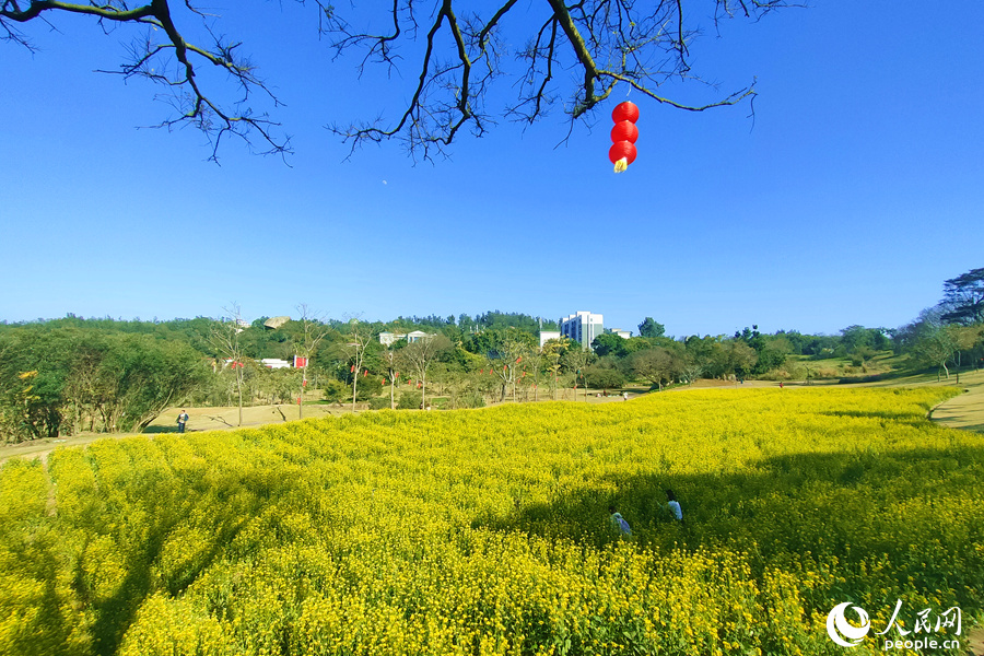 厦门市园林植物园内油菜花田迎春怒放。人民网 陈博摄