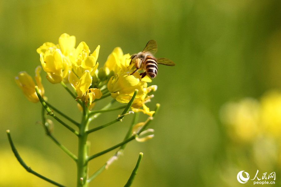 辛勤的小蜜蜂在油菜花田中採蜜。人民網 陳博攝