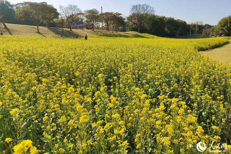 金燦燦的油菜花田。人民網 陳博攝