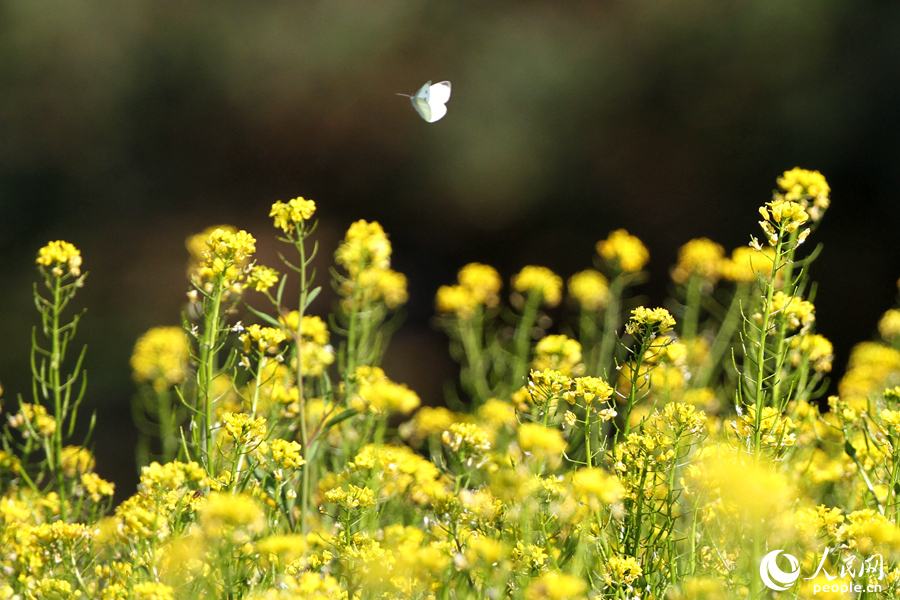 蝴蝶在黃花中飛舞。人民網 陳博攝