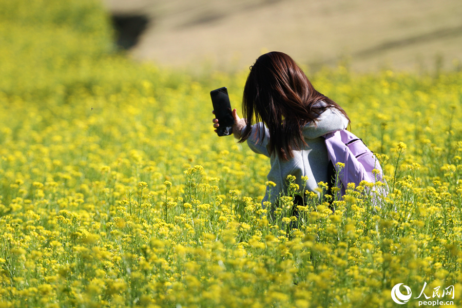 市民游客用手機拍攝花田美景。人民網 陳博攝