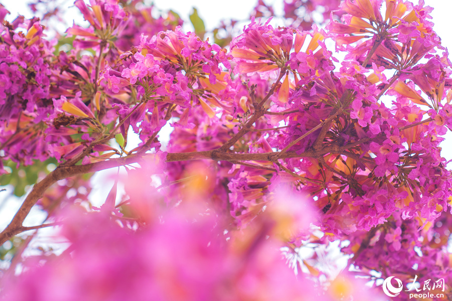 厦门市翔安区紫花风铃木花朵抱团开放。人民网 陈博摄