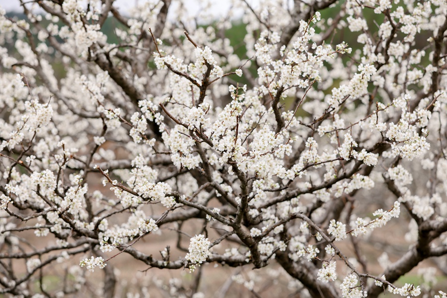 素白的李花挂滿枝頭，繪就一幅春日“雪景圖”。黃尉峰攝