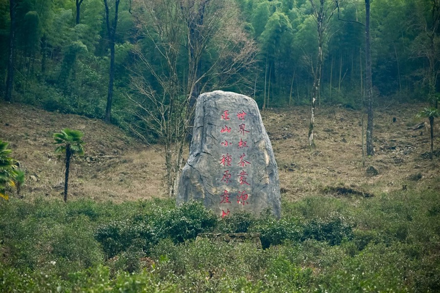 光泽茶园。主办方供图