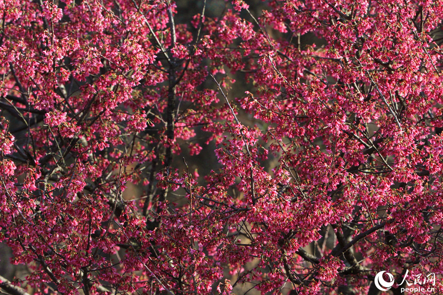 淡粉色的樱花在枝头盛放。人民网 陈博摄