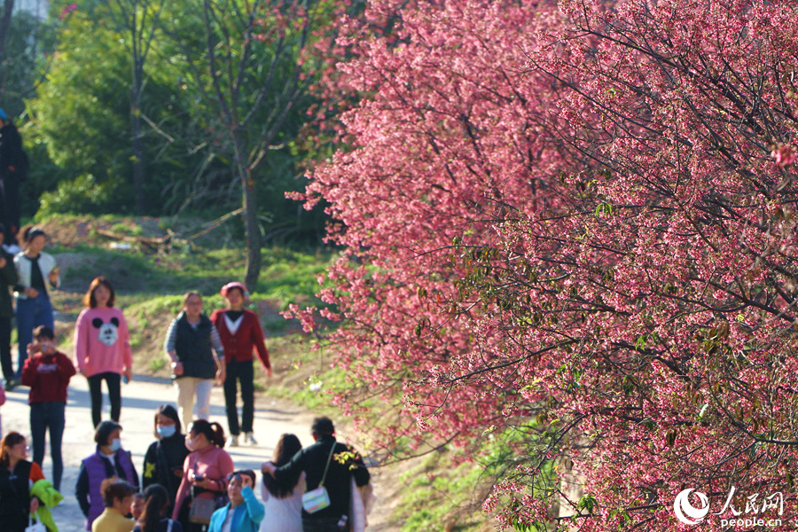 正当踏春赏花好时节，鳌冠村的樱花林迎来不少市民游客。人民网 陈博摄