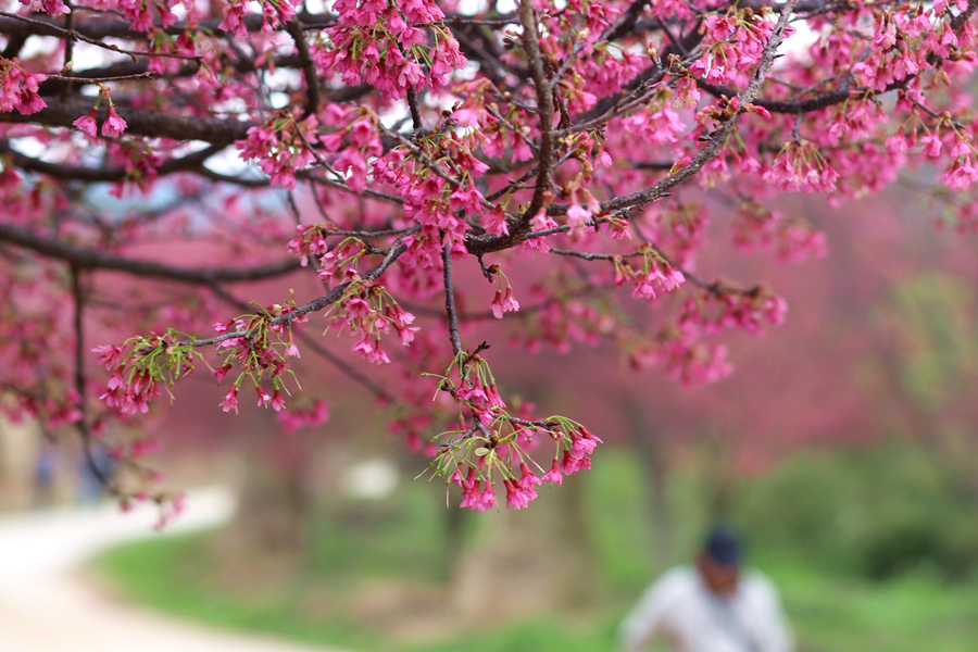 淡粉色的樱花与绿地交映成画。林丽华摄