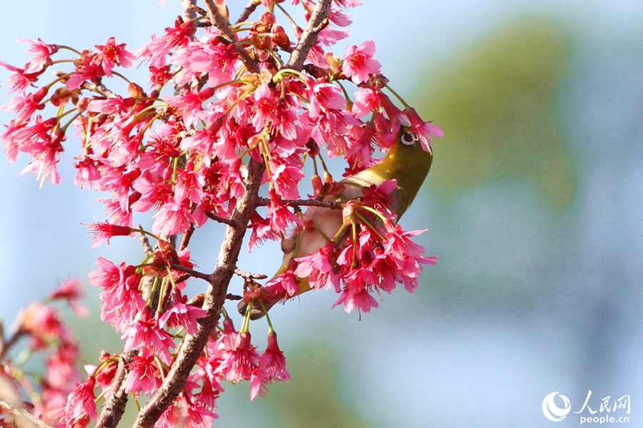暗绿绣眼鸟在花朵间觅食。人民网 陈博摄