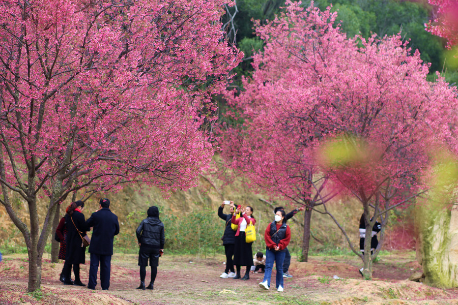 市民游客漫步樱花树下，赏看红艳欲滴，沉醉于烂漫春光。林丽华摄