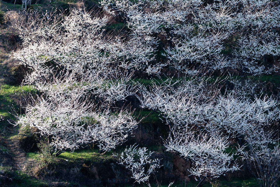 潔白花海宛若雪景，美如幻境。連城縣融媒體中心供圖