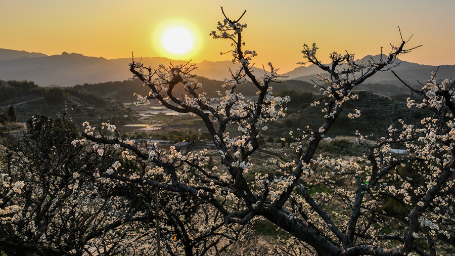 迎春綻放的芙蓉李花。連城縣融媒體中心供圖