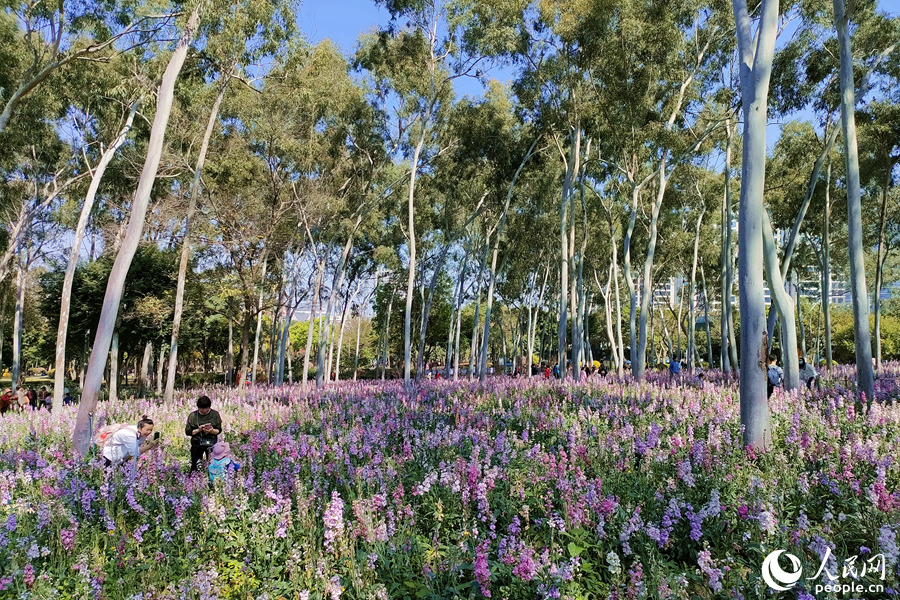 廈門市忠侖公園的紫羅蘭花海。人民網 陳博攝