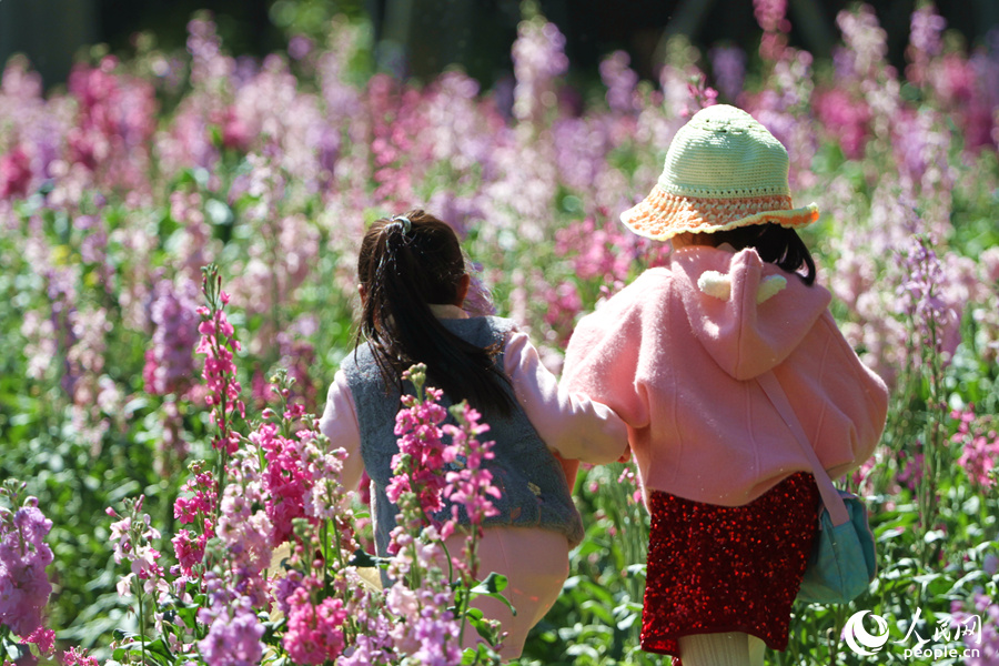 兩個小女孩在紫羅蘭花海間追逐。人民網 陳博攝