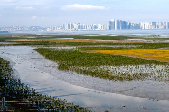 生態修復后的晉江市藍色海灣。黃海攝