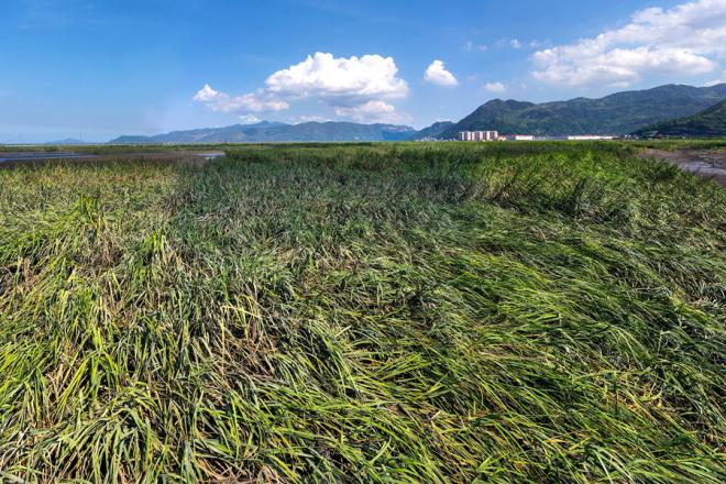 寧德市蕉城區沿海灘涂上生長的互花米草（資料圖）。黃海攝