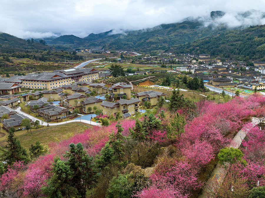 2.粉紅色櫻花與不遠處土樓相襯，迷人耀眼。馮木波攝