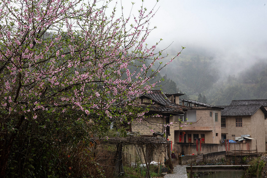 5.土樓春意濃濃花枝俏，正是踏青賞花好時節。馮木波攝