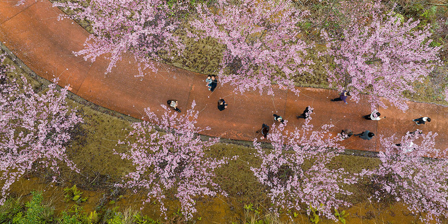 9.游客穿梭在櫻花中。馮木波攝