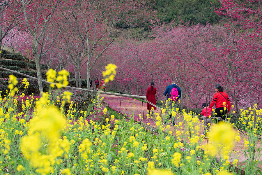 10.花開正艷，引得游人醉。馮木波攝