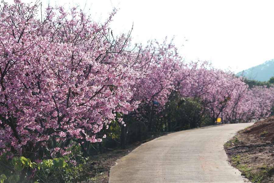 台林农场的一路樱花开。方洁莹摄
