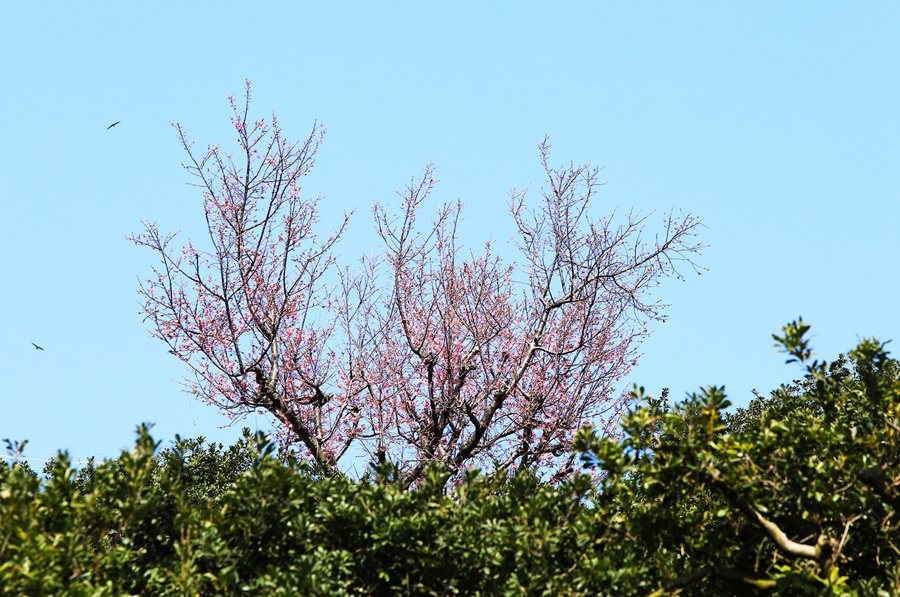 遠處，台林農場“祖母”櫻高大的枝冠十分顯眼。林潔攝