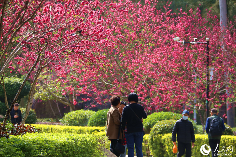 6.漫步桃园中的市民游客，满眼尽是浪漫的粉红。人民网 陈博摄