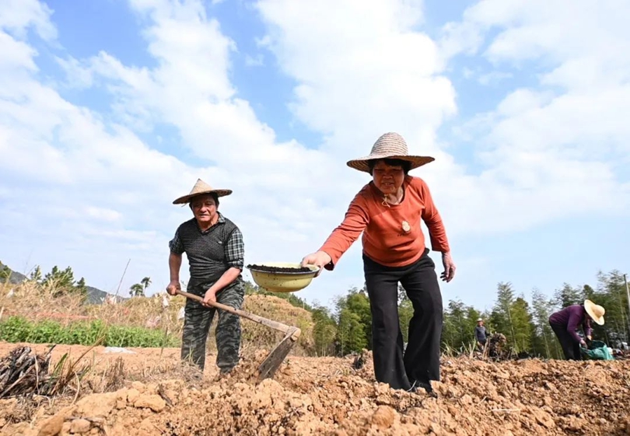 南坪村的大面积耕种带动了20多名村民实现家门口就业。