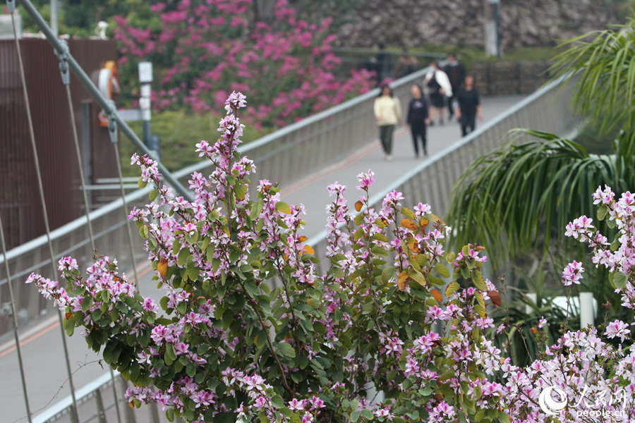 廈門山海健康步道旁，宮粉羊蹄甲花朵綴滿枝頭。人民網 陳博攝