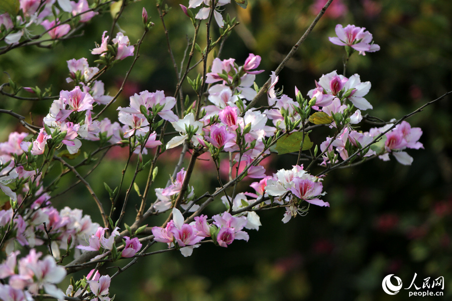 廈門園林植物園西山園內，隨處可見一抹浪漫的粉紅色。人民網 陳博攝