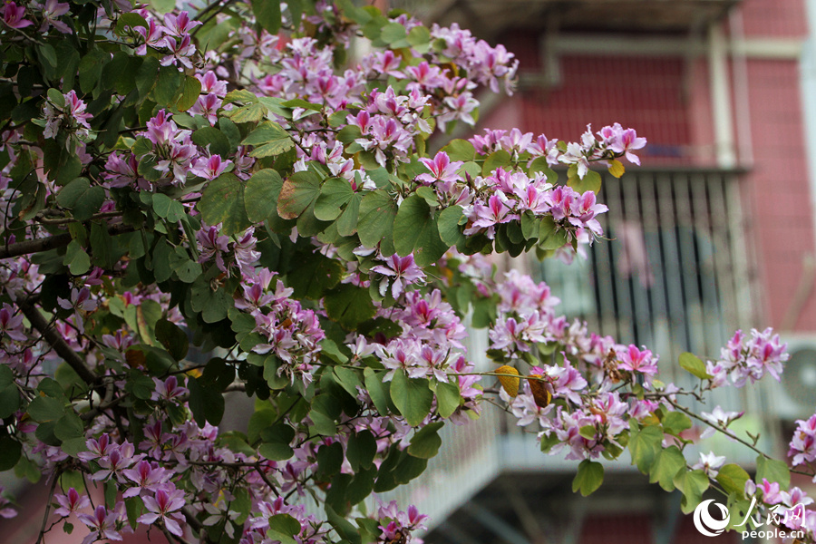 廈門禾祥西路沿街居民推窗可見滿目春花。人民網 陳博攝