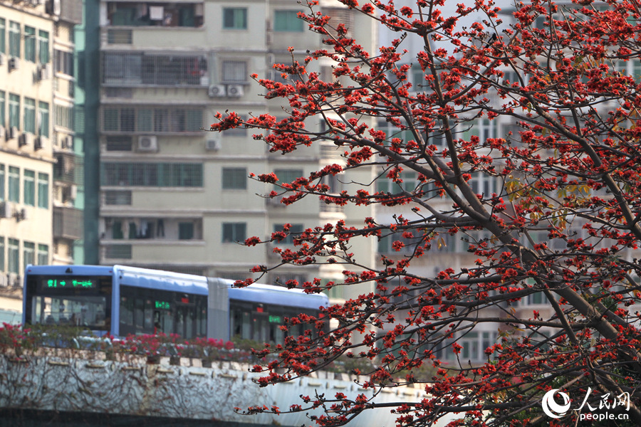 乘坐廈門BRT可在橋上一睹木棉滿樹繁花的景致。人民網 陳博攝