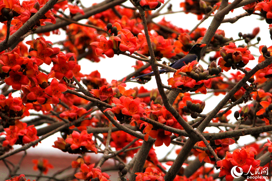 木棉花開滿樹迷人眼，紅嘴藍鵲藏身於紅花之間。人民網 陳博攝