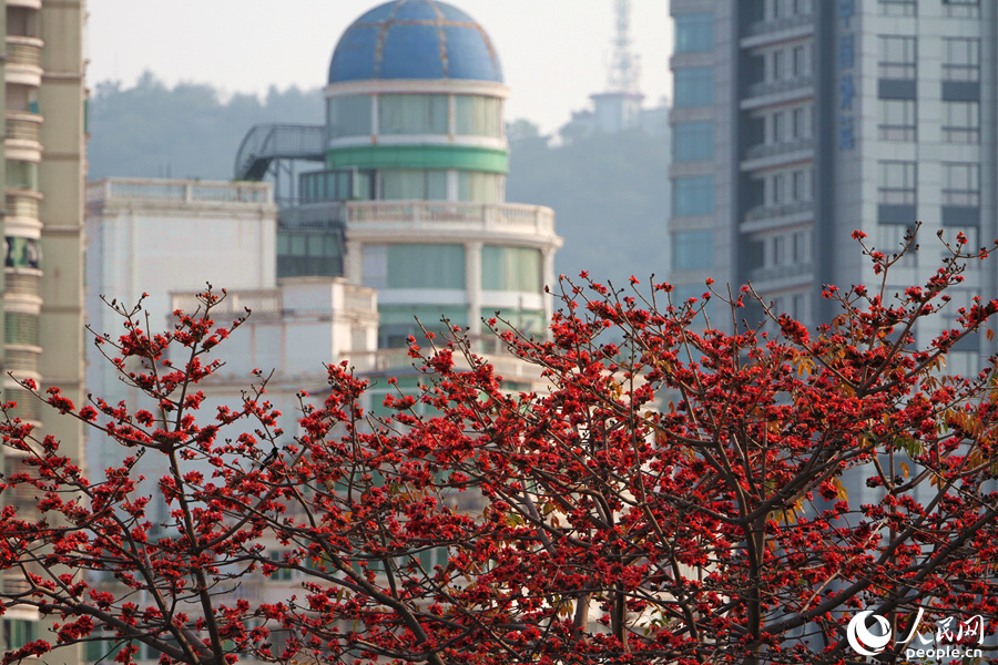 年復一年，廈門街頭巷尾的木棉用艷麗的紅花，陪伴著城市裡的人們度過一個個春天。人民網 陳博攝