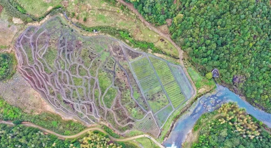 k1体育官方网站宁德蕉城区种粮大户林张宝：高山上种出“致富稻”(图2)