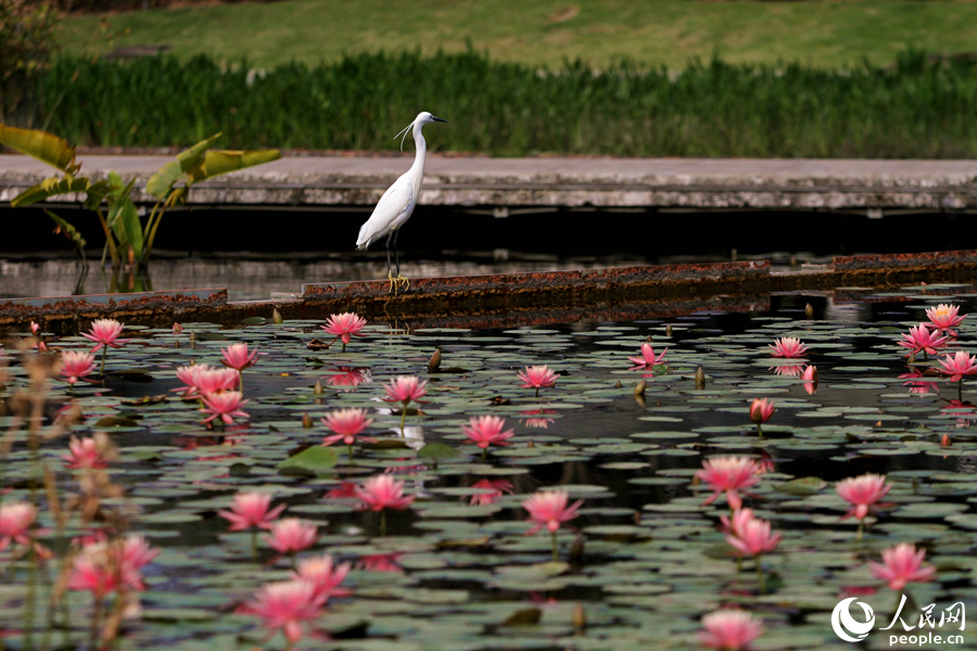 厦门海湾公园睡莲竞相绽放，一只白鹭立于池畔向远眺望。人民网 陈博摄