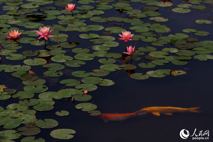 碧绿的莲叶铺满池塘，其间偶见锦鲤巡游。人民网 陈博摄