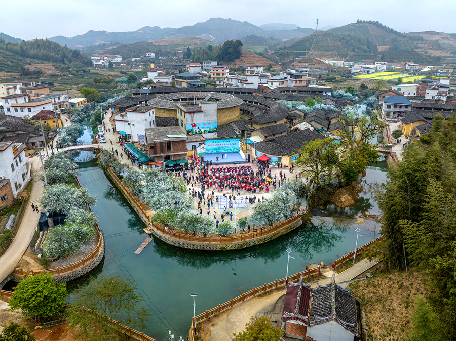 成片雪白的枳實花沿著溪岸旁、古厝前競相開放，美不勝收。周紫林攝