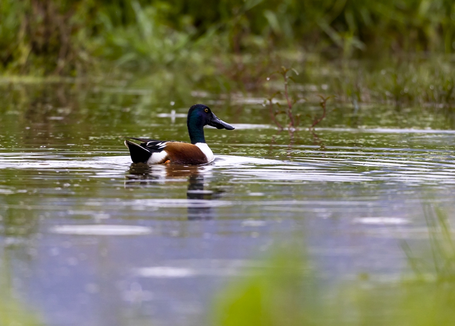 琵嘴鸭在南山湿地觅食。张峰摄