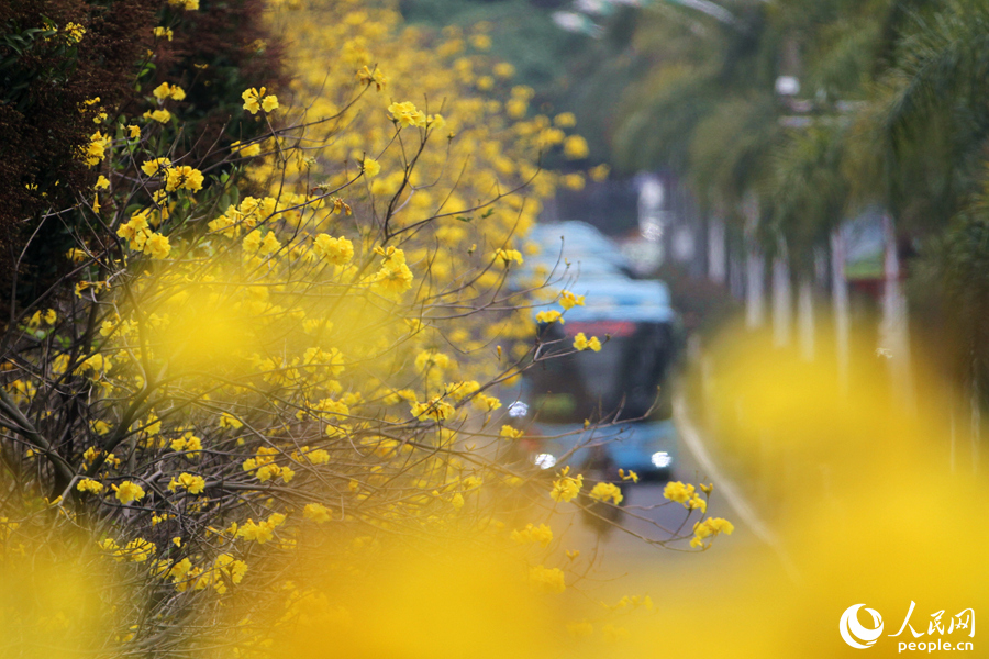 1.廈門湖濱西路，黃花風鈴木花朵成片綻放。人民網 陳博攝