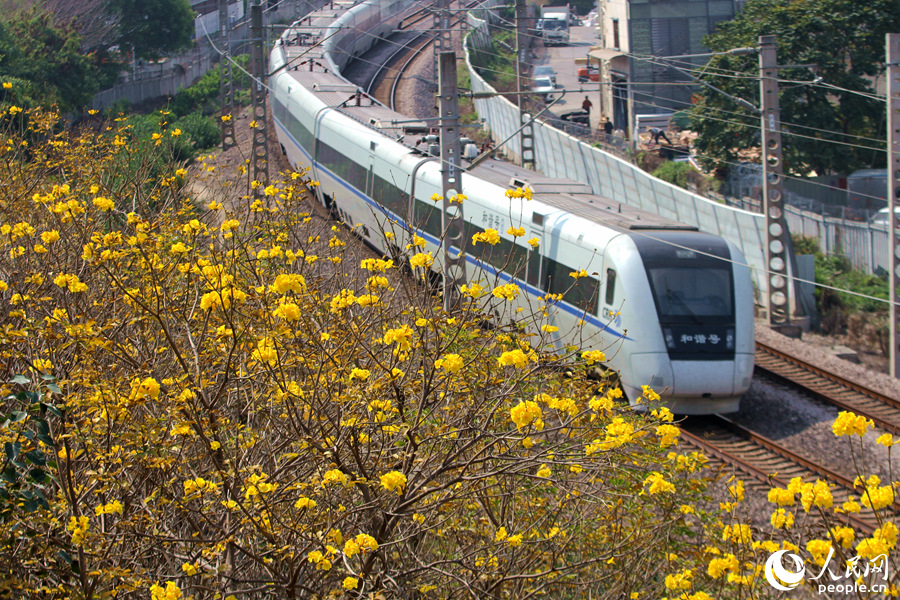 3.廈門枋湖客運中心旁，列車穿過黃花風鈴木花海。人民網 陳博攝