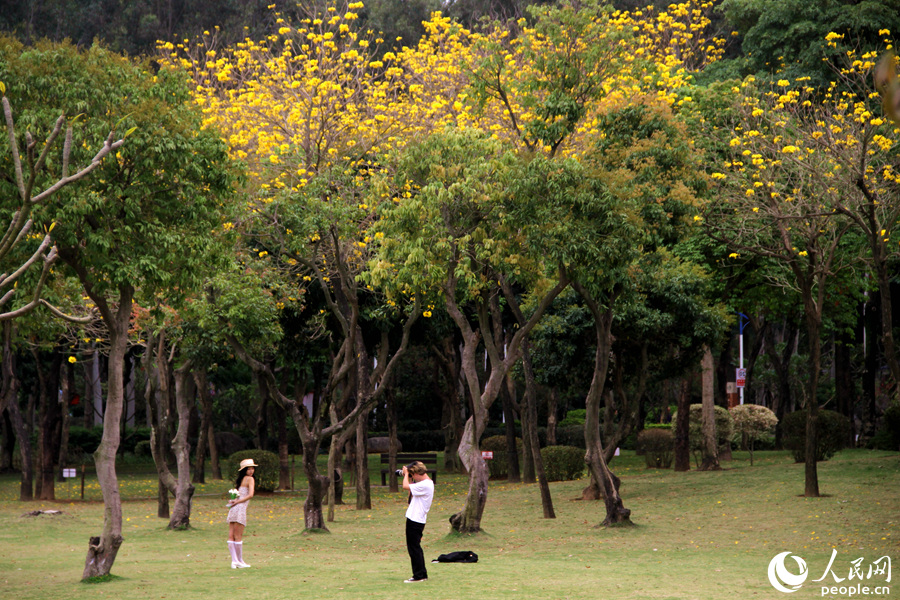 9.廈門忠侖公園草坪上，黃花風鈴木與綠樹相映美如畫。人民網 陳博攝