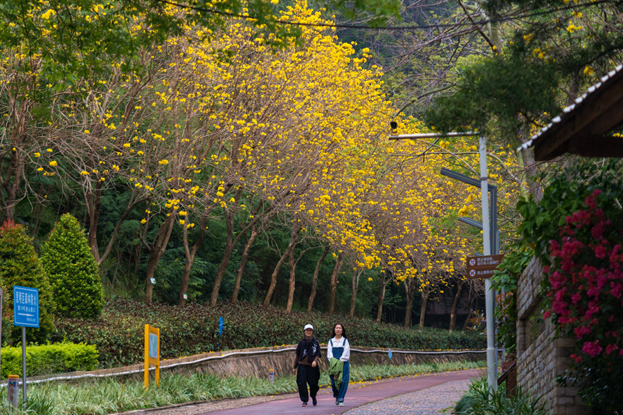 12.在廈門狐尾山公園，市民游客漫步黃花下。許秋珩攝