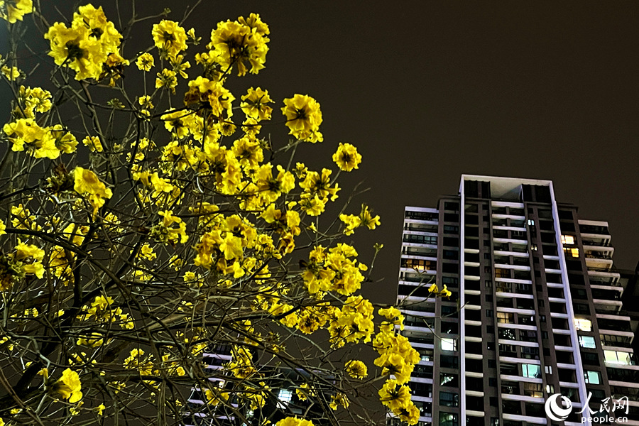 14.夜幕降臨，黃花風鈴木花朵在燈光下依舊明艷。人民網 陳博攝