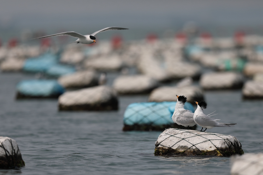 2、中華鳳頭燕鷗是國家一級保護動物，因極為罕見，蹤跡神秘，被譽為“神話之鳥”。每年清明前后的15天內，中華鳳頭燕鷗都會來到圍頭灣“談情說愛”。肖書平攝