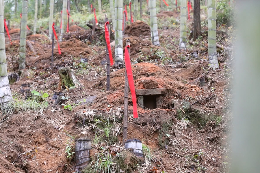 張山頭村后山的竹林中，長眠著1343位紅軍戰士。孫開彥攝