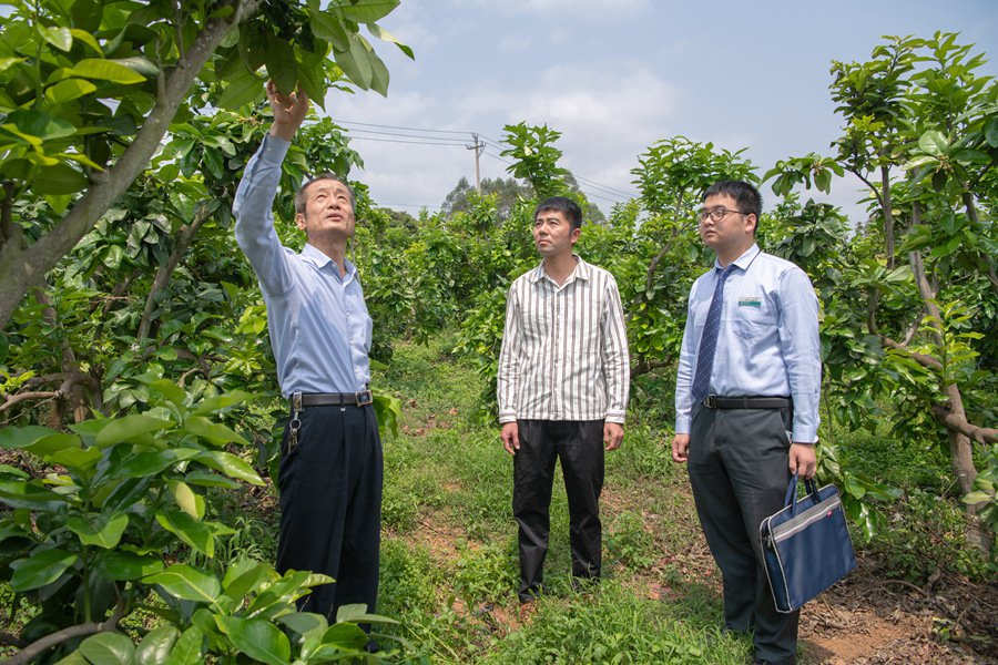 農行漳浦綏安支行鄉村振興金融服務小分隊走訪蜜柚種植戶。簡銀蕉攝